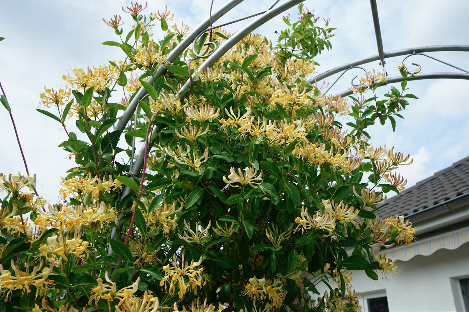 Tuoksuköynnöskuusama Ikivihreä kaprifoli koristaa vihreää pergolaa